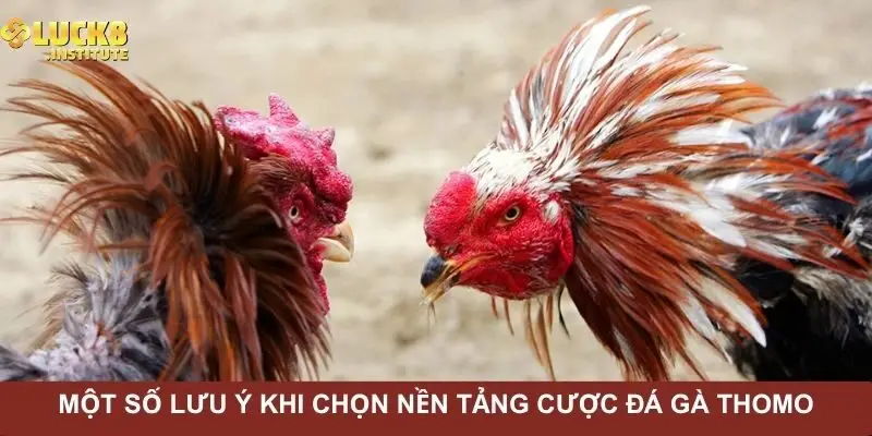 mot-so-luu-y-khi-chon-nen-tang-cuoc-da-ga-thomo